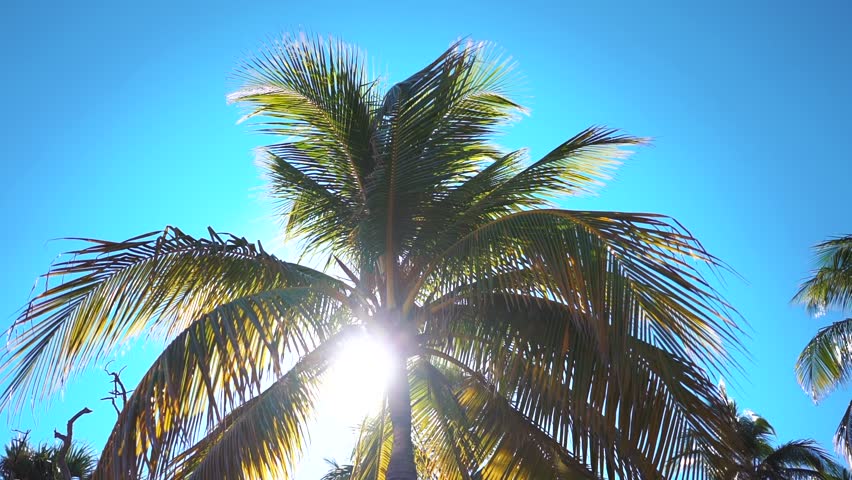 Coconut palms on the beach of Varadero, Cuba resort. Royalty-Free Stock Footage #23576497