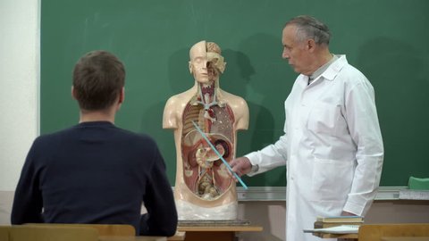 A professor shows the human body inside