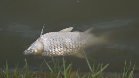 dead fish in polluted water 