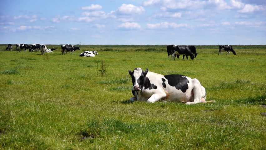 Dutch cow grazing in the landscape of the Netherlands.