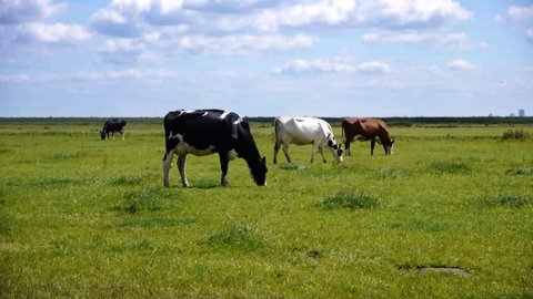 Three cows in a row in dutch landscape