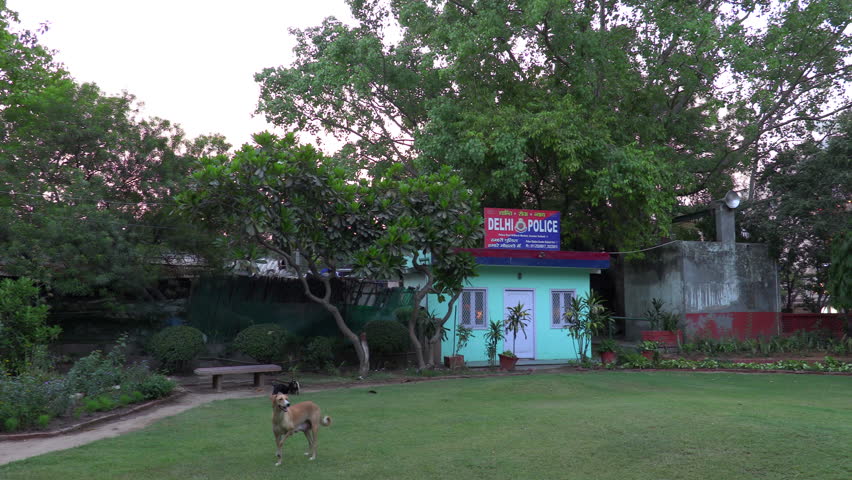 Happy street puppies in Greater Kailash Colony, India.