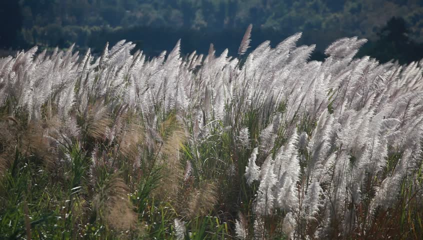 Foxtail Grass Stock Footage Video 100 Royalty Free 2359 Shutterstock