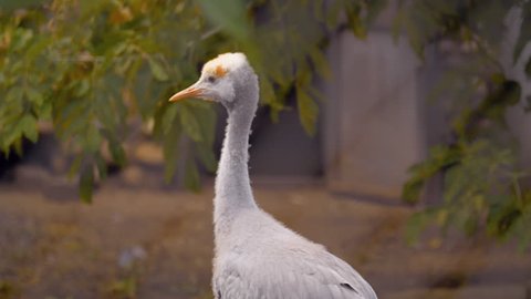 In the zoo, large white bird walking on the aviary and looks around. Telephoto lens. Shallow depth of field. Shot in motion