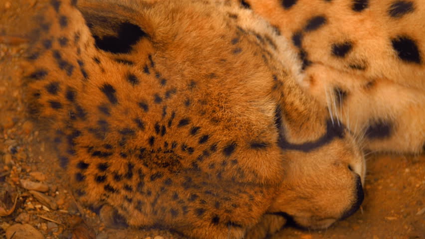 Leopard lying on the ground and sleeping, but the ears are moving and tail waving
