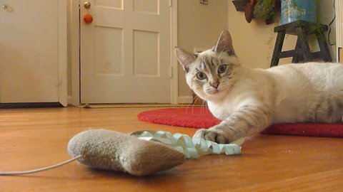 Cute little kitten playing with toy inside house. Stock Video