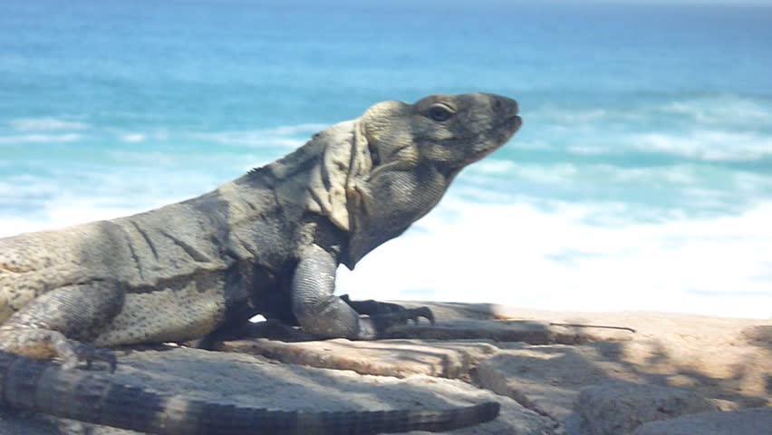 Iguanas by beach in Cabo San Lucas, Mexico and ocean.