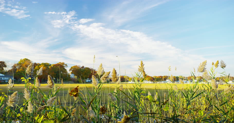 Cow Tails, swamps, and marshes during fall time in Branford, Connecticut.