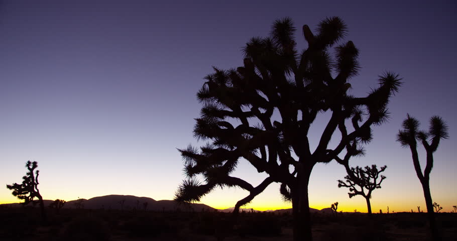 Time lapse of Joshua Trees in silhouette at Joshua Tree National Park.