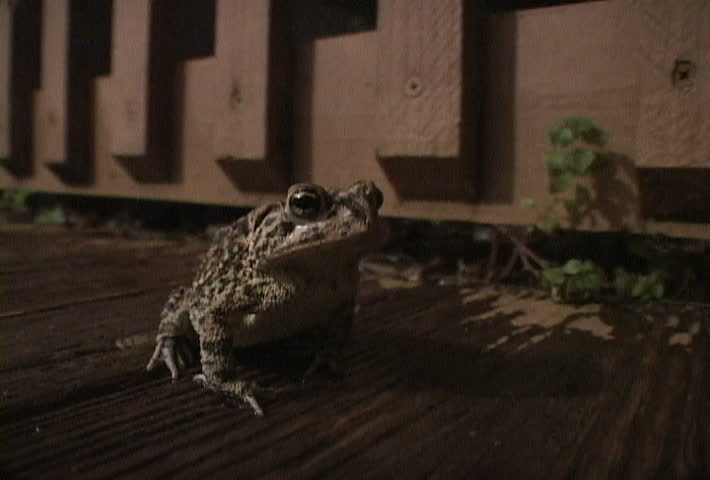 Series - Close up of Florida frog at night.