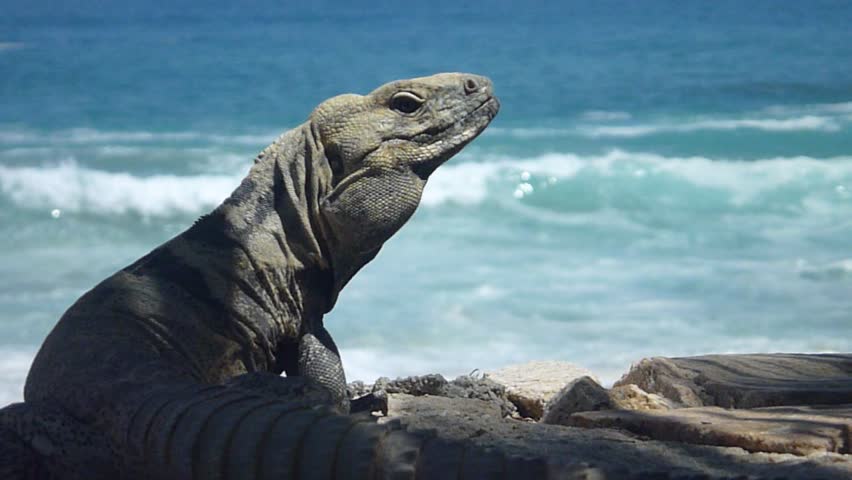 Iguana by beach in Cabo San Lucas, Mexico and ocean series.