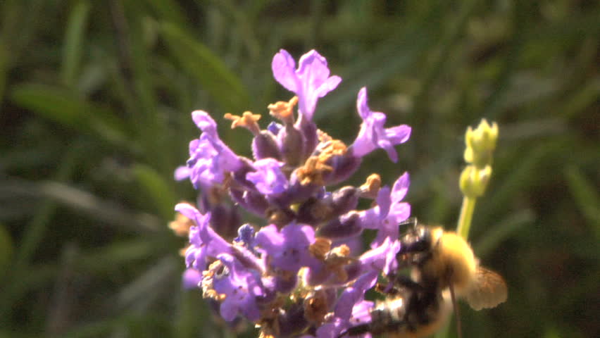 Bee collecting pollen on a lavender flowers
