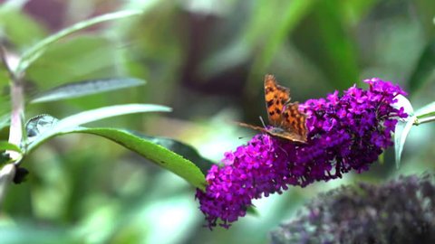close up shot of comma butterfly on buddleia on sunny day