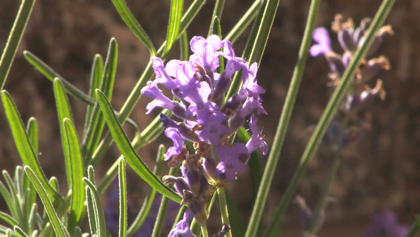 Bee collecting pollen on a lavender flowers