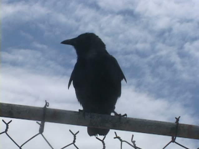 Crow perched on fence looks at camera then takes off flying.