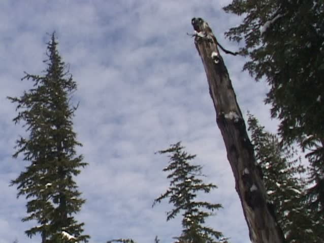 Clouds pass over Oregon forest by Mt. Hood.