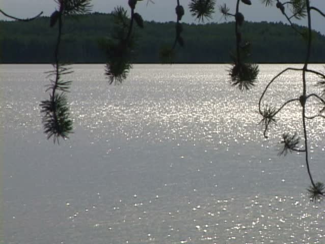 Minnesota lake blows as wind increases, pine tree sways and sun reflects in the