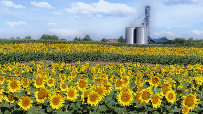 Sunflowers in a field dancing on the wind and in the background agricultural silo, landscape
