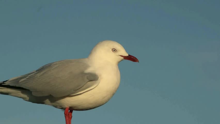 Close up of a Red Billed ull standing on post at St Clairs beach, Dunedin