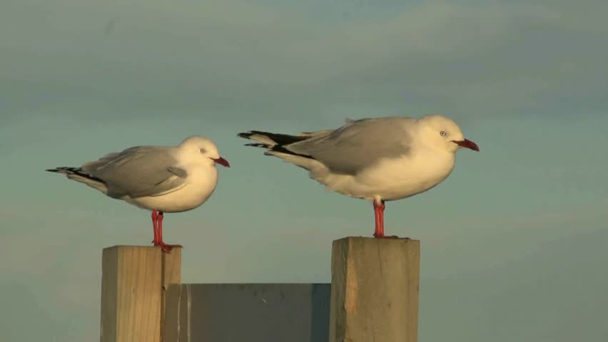 close up of pair of Red billed gulls standing on posts at St Clairs beach,