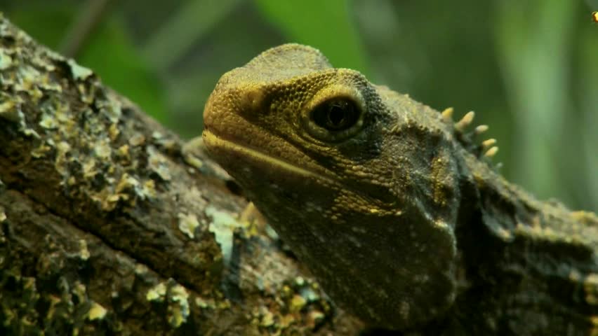 Close up a Tuatara showing its skin textures. Tuataraâs are an endangered