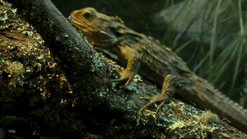 A Tuatara climbing a tree, Tuataraâs are an endangered species of lizard