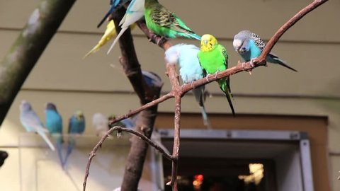 Birds at the Zoo (clip 5)