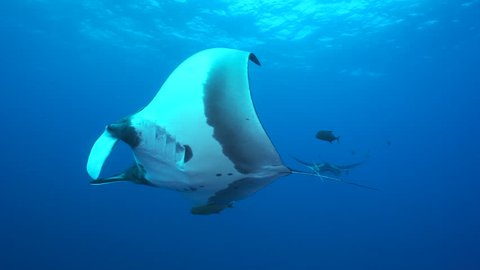 Giant manta rays swimming in the blue - Socorro, San Benedicto island