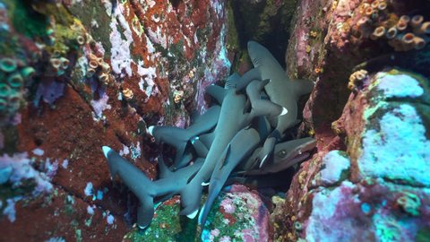 Group of baby sharks in a hole. Crowd of sharks - Roca Partida, Socorro