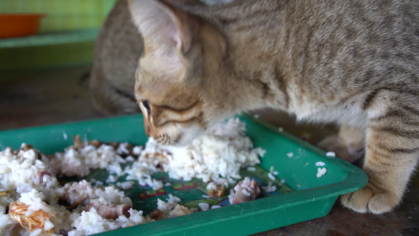 is it ok for cats to eat rice