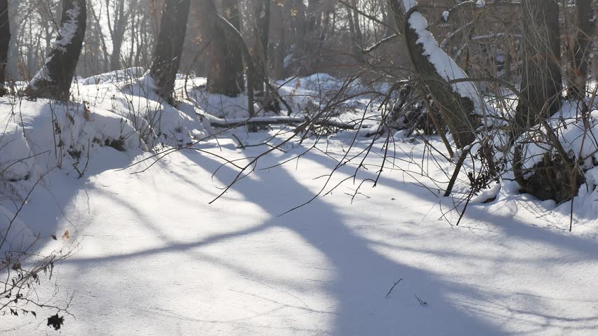 frozen forest stream in the snow tops of trees nature landscape