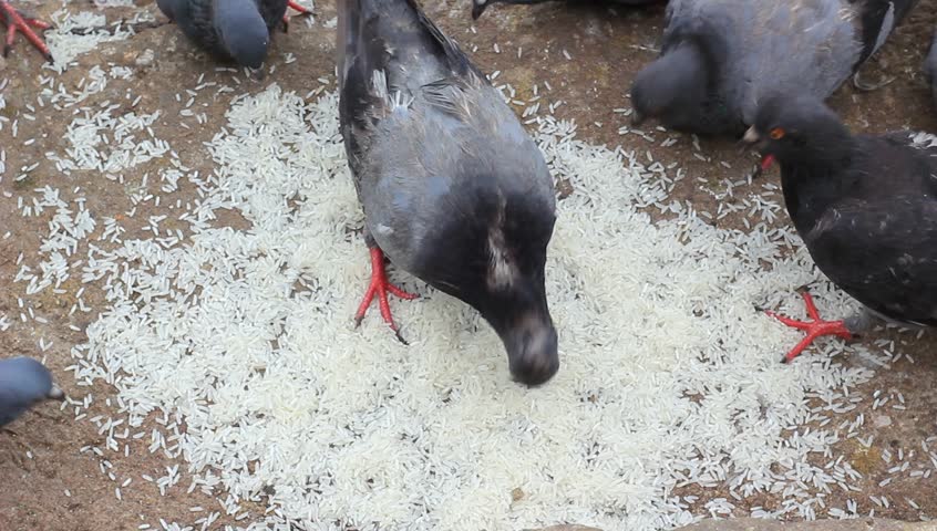 pigeons rice