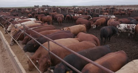 4K Close-up view of cattle feeding out of a cement trough in a large scale feedlot