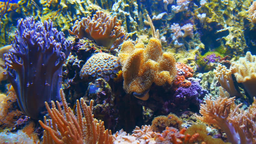 Beautiful, oceanic multi-colored coral in blue water of the aquarium. Shot in motion | Shutterstock HD Video #23608954