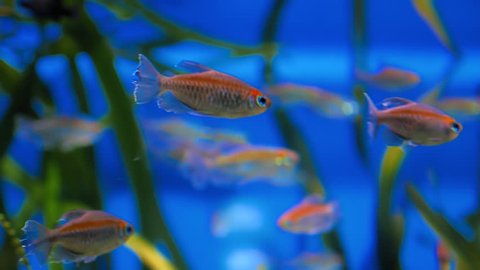 Exotic tropical fish Tetra Congo or Phenacogrammus Interruptus in blue water of the aquarium. Rack focus. Shallow depth of field