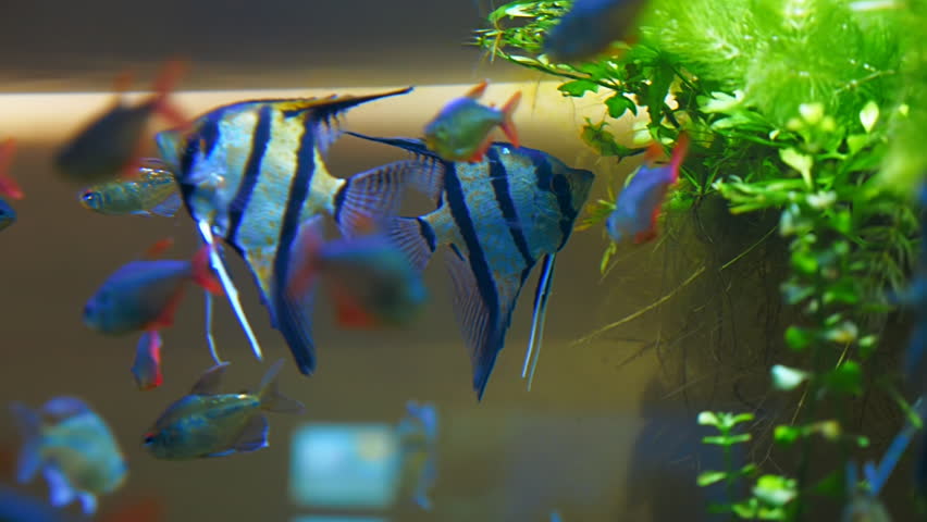 Exotic tropical Angelfish, Pterophyllum Scalare in blue water of aquarium. Shot in motion. Shallow depth of field | Shutterstock HD Video #23610127