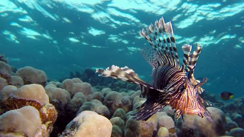 Colorful Coral Reef Many Fishes Sea Stock Photo 295429769 | Shutterstock