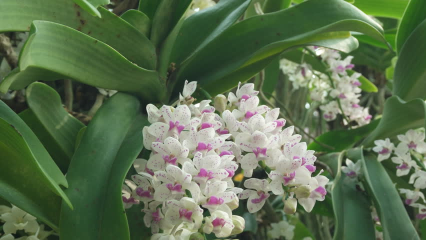 Beautiful Rhynchostylis gigantea in Thailand, Close up of beautiful orchid., Rhynchostylis gigantea (Lindl.) Ridl.