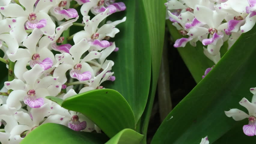 Beautiful Rhynchostylis gigantea in Thailand, Close up of beautiful orchid., Rhynchostylis gigantea (Lindl.) Ridl.