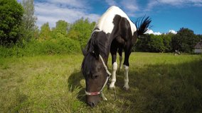 Pair of black and white. tethered horses. grazing in a small pasture under a sunny. blue sky. with clouds in the distance.