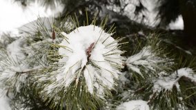 Snowflakes falling on pine tree ; Snowflakes falling on a pine branch and create a beautiful picture of winter idyll,video clip.