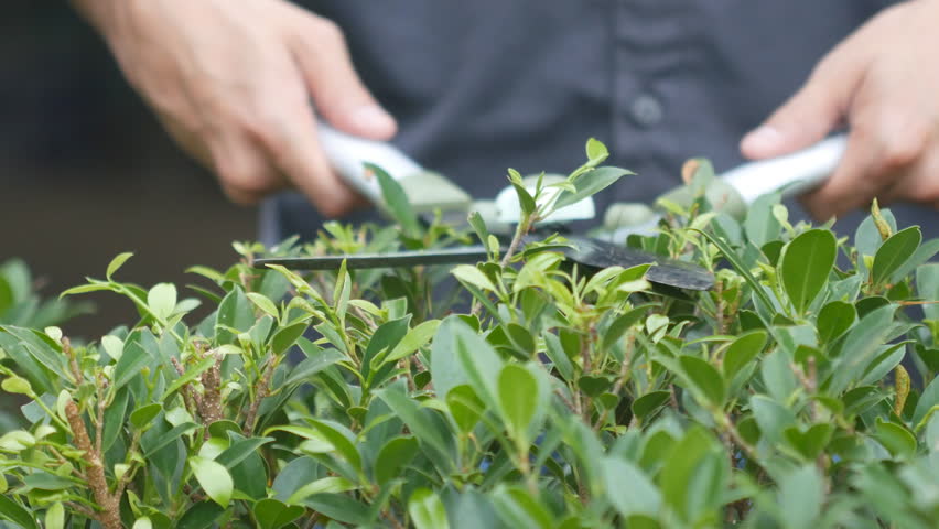4k of Professional gardener pruning an hedge | Shutterstock HD Video #23617291