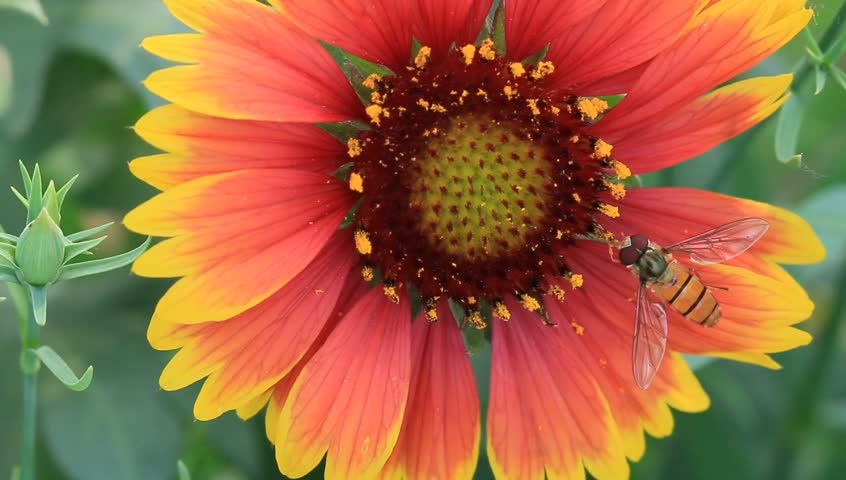 Syrphidae Insects Collecting Nectar in Stock Footage Video