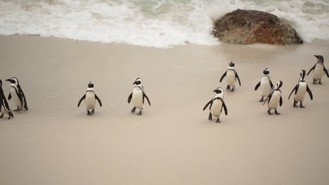 African penguins (Spheniscus demersus) on the beach and swimming at Boulder Beach, Cape Town