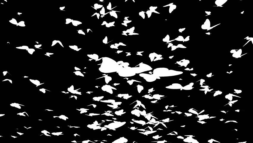 Flying butterflies group of butterflies alpha