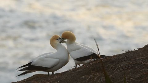 Sula serrator - Australian Gannet - takapu two gannets in love on the nest in New Zealand (Muriwai beach)