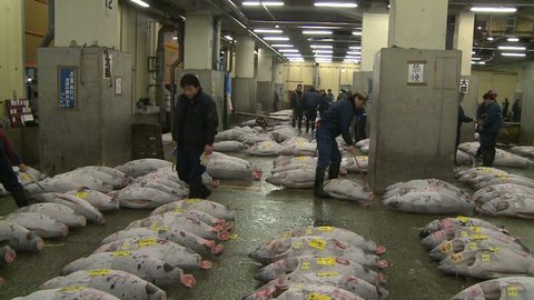 TOKYO, JAPAN - CIRCA 2008: Tsukiji Fish market a few buyers inspecting tuna for auction