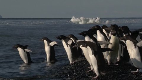 Adelie Penguins hesitate to go in the water of the Ross sea