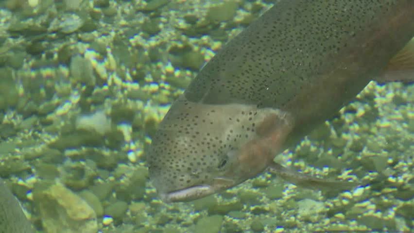 Looking down into Trout hatchery pool at Rotorua seeing Rainbow Trout close up. 