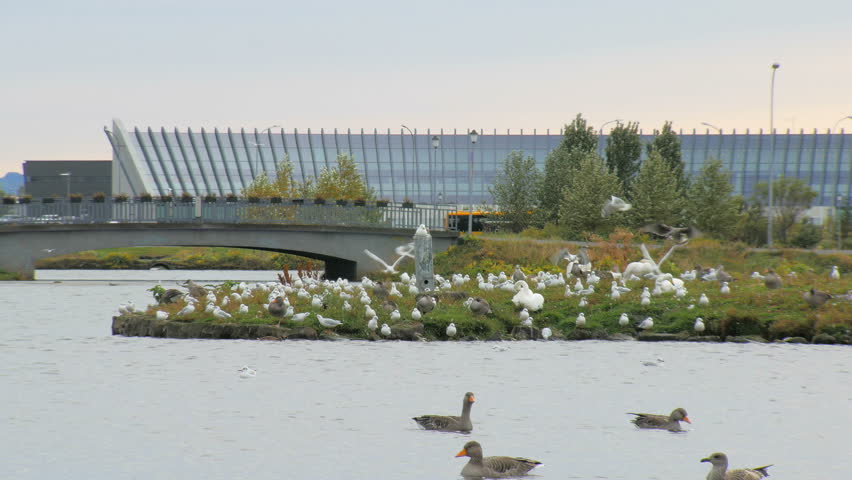 many birds are resting on little island in lake of city, pedestrian bridge and modern buildings